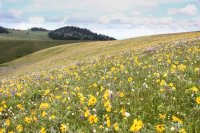 Grouse Mt Meadow 023.jpg