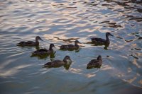 powell-july-43.jpg powell-july-43.jpg