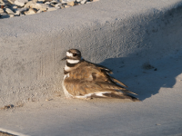 9CFEECB7-D2FC-4F4D-80D1-187A743ADAAC.png 9CFEECB7-D2FC-4F4D-80D1-187A743ADAAC.png