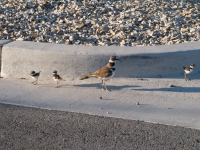 killdeerFamily 4.png killdeerFamily 4.png