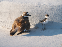 killdeerFamily 2.png killdeerFamily 2.png