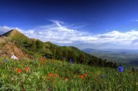 1793_wellsvilles_topridge_wildflowers_hdr.jpg