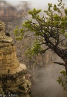 Juniper and Rock.jpg