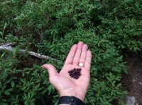 5 huckleberries.JPG 5 huckleberries.JPG