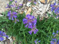 12 flower.JPG 12 flower.JPG