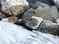 34 pika.JPG 34 pika.JPG