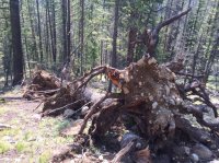 38 tree fall.JPG 38 tree fall.JPG
