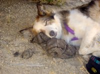 merlinPie_5.jpg merlinPie_5.jpg