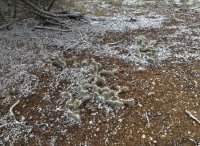 hazion 281.JPG hazion 281.JPG