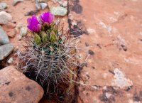 flowering-cactus-trachyte-creek.jpg