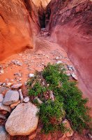 Maidenwater Canyon - Greenery 1 ME.jpg