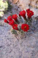 IMG_5374 (683x1024).jpg