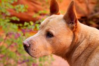 swett-creek-canyon-utah-23.jpg swett-creek-canyon-utah-23.jpg