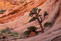 swett-creek-canyon-utah-33.jpg swett-creek-canyon-utah-33.jpg