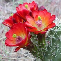 parus41-700x700.jpg parus41-700x700.jpg