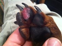 pad-ripped-off-paw.jpg