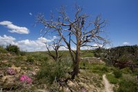 zion-west-rim-17.jpg zion-west-rim-17.jpg
