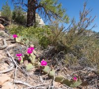 zion-west-rim-35.jpg zion-west-rim-35.jpg