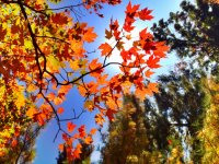 image.jpeg image.jpeg