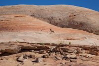 west-canyon-powell-19.jpg west-canyon-powell-19.jpg