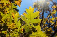 Snow Canyon Rim 003-3.jpg