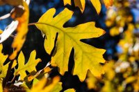 Snow Canyon Rim 004-4.jpg