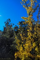 Snow Canyon Rim 016-15.jpg Snow Canyon Rim 016-15.jpg