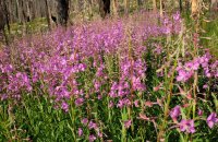 DSCF1011.JPG DSCF1011.JPG