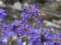 DSCF1059.JPG DSCF1059.JPG