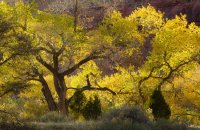 Artsy backlit cottonwoods.jpg Artsy backlit cottonwoods.jpg