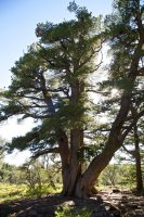 tony-grove-limber-pine-12.jpg