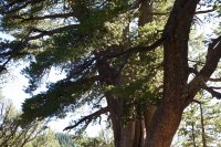 tony-grove-limber-pine-13.jpg