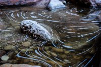 Zion in the Mist-29.jpg