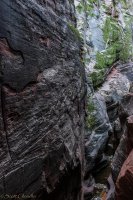 Zion in the Mist-33.jpg