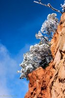 Zion in the Mist-39.jpg