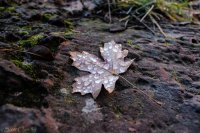 Zion in the Mist-60.jpg