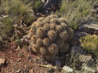 grandcanyon 1323.JPG