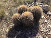 grandcanyon 1381.JPG