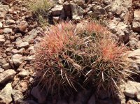 grandcanyon 1384.JPG