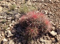 grandcanyon 1387.JPG