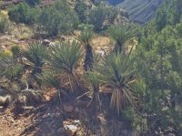 grandcanyon 1394.JPG