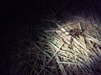 grandcanyon 1709.JPG