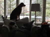 patina3.JPG patina3.JPG