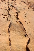 Coyote South-109.jpg