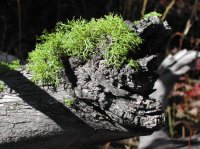 yellowstonehike 021.jpg