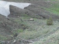 Yellowstone July 2012 417.JPG