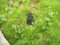 Yellowstone July 2012 612.JPG