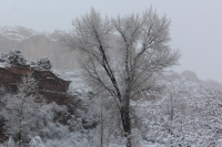 Snowy tree_LCalfCreekFalls.PNG