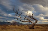 Single Tree and sky Laura Zirino.jpg