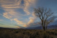 Tree and cloud Laura Zirino.jpg